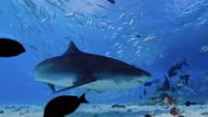 All The Sharks (Image via Netflix)